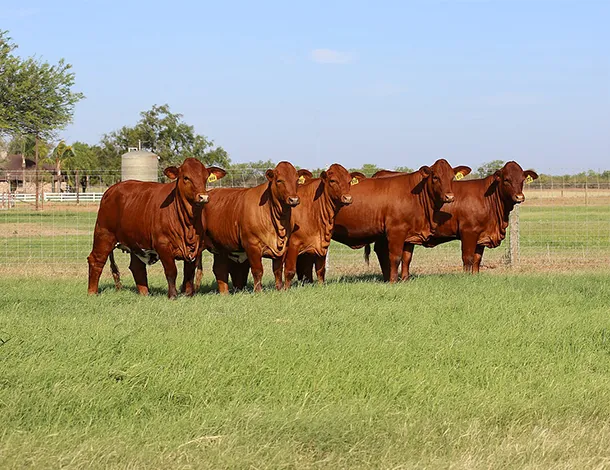 beefmaster_el_mixteco_01