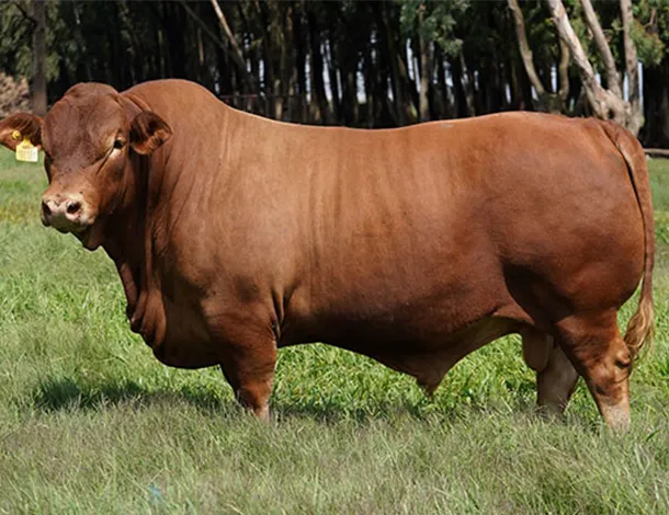 beefmaster_el_mixteco_02