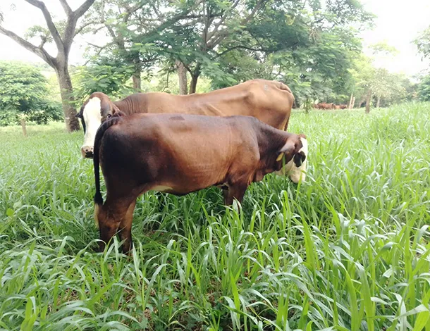 simbrah_el_mixteco_01