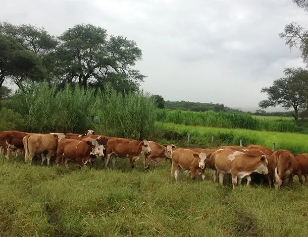 simmental_el_mixteco_01