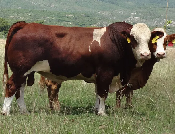 simmental_el_mixteco_02