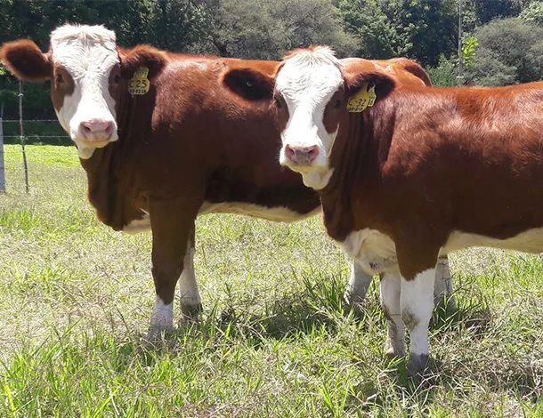 simmental_el_mixteco_03