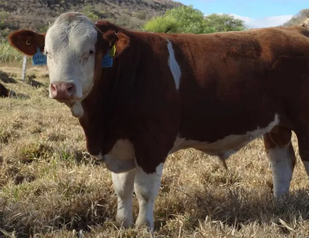 simmental_el_mixteco_04